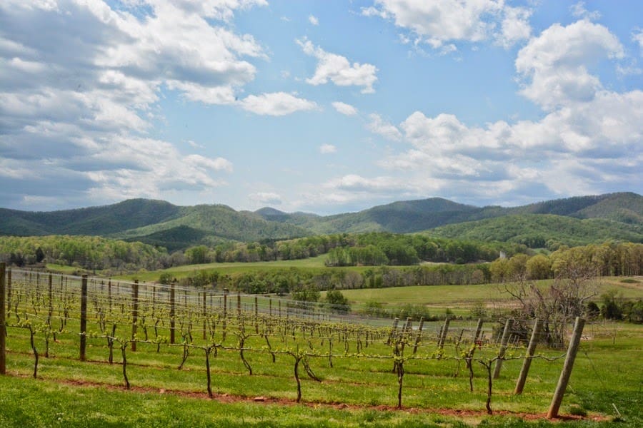 Wine Tasting along the Monticello Wine Trail